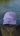 Blueline Kids Surfboard Tech Hat in Lavender and White displayed on a dock in Jupiter, Florida.