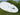 A white surfboard with black fins and a blue logo, resting on green grass with leafy plants and water in the background.