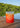 A silicone tumbler with a white diamond logo reading 'BLUELINE JUP BLUE FLA SURF & PADDLE CO' in marigold color way from Silipint sits on a wooden deck with a blurred lake and green trees in the background.